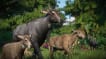 BUY Planet Zoo: Asia Animal Pack Steam CD KEY